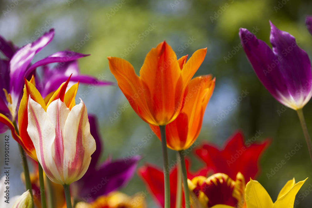Tulips in spring,colourful tulip