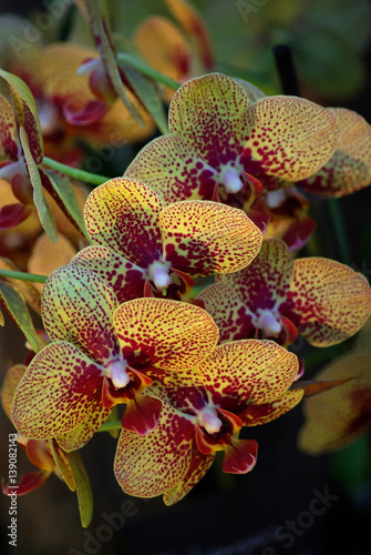 Orchidée jaune et rouge 