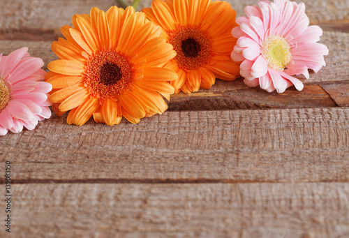 gerbera flowers on wooden background