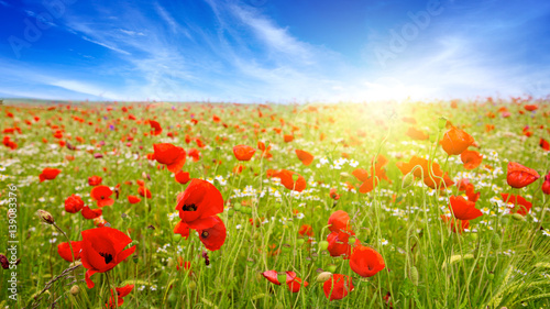 Poppies field in rays sun.