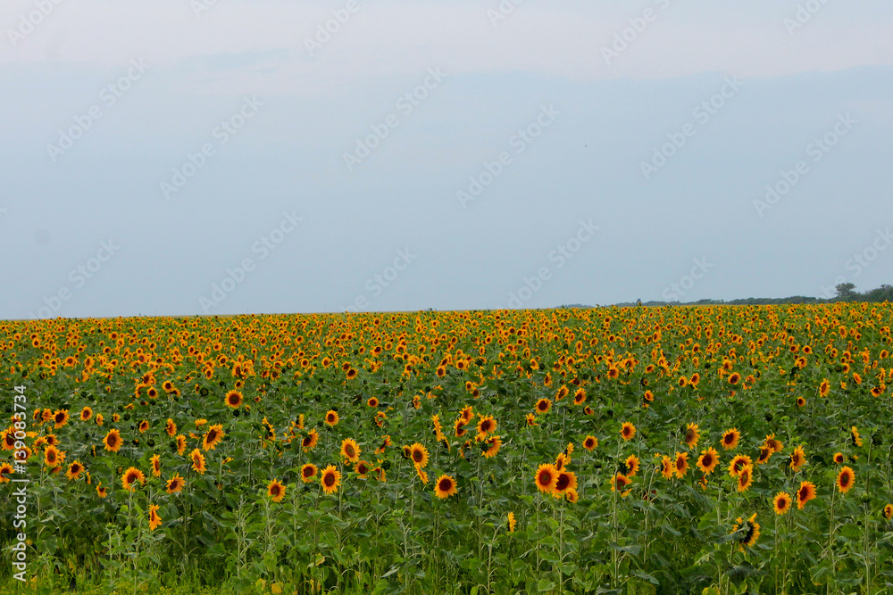Fototapeta premium Summer sunflower field.