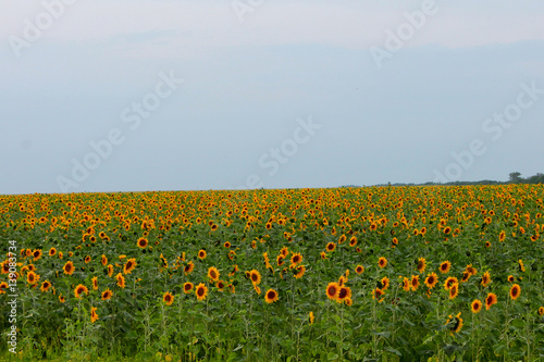 Summer sunflower field.