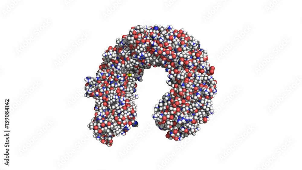 Toll-like receptor 3 (TLR3) ectodomain. Rotating space-filling model, conventional atom colors, seamless loop Toll-like receptor 3 (TLR3) ectodomain. Rotating space-filling model, conventional atom colors, seamless loop