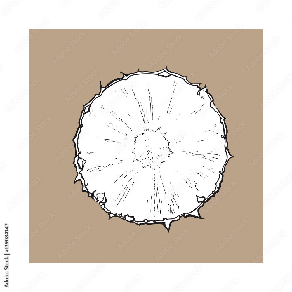 Unpeeled round pineapple slice, top view, sketch style vector illustration isolated on brown background. Realistic hand drawing of fresh, ripe pineapple slice, half pineapple Unpeeled round pineapple slice, top view, sketch style vector illustration isolated on brown background. Realistic hand drawing of fresh, ripe pineapple slice, half pineapple