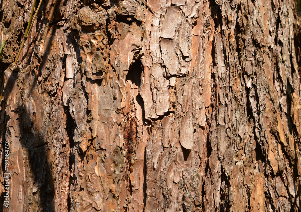 tree wood texture background tree wood texture background