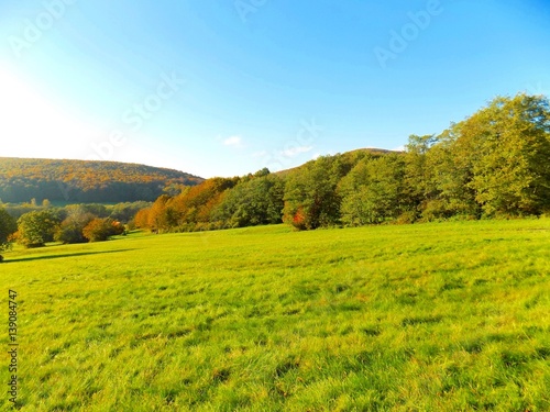 Meadow and deciduous forest in wild nature