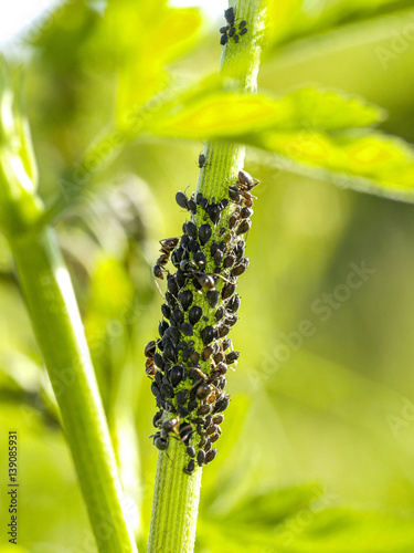 Ants, plant louses photo