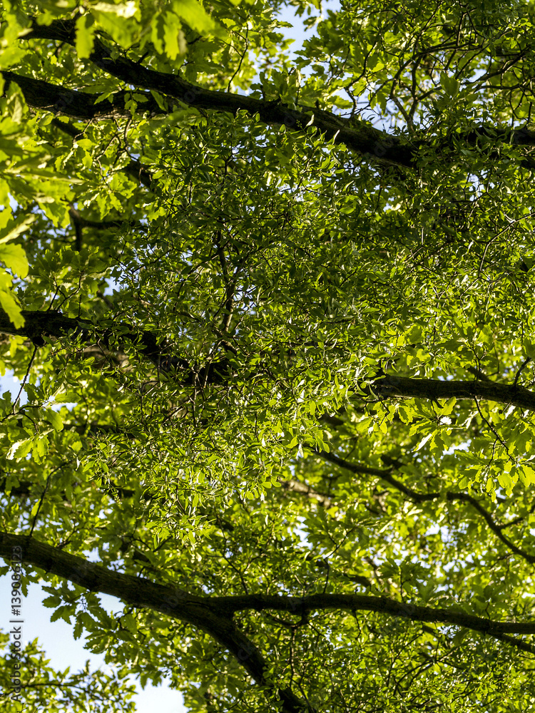 Fototapeta premium Oak tree, mistletoe
