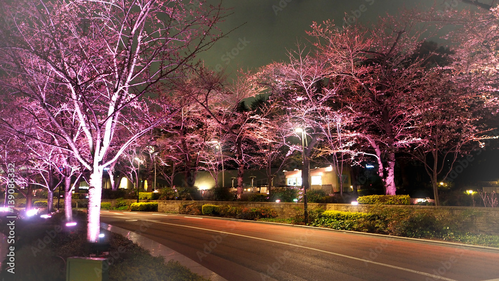 Pink sakura or cherry blossom at night in Roppongi Tokyo Midtown.