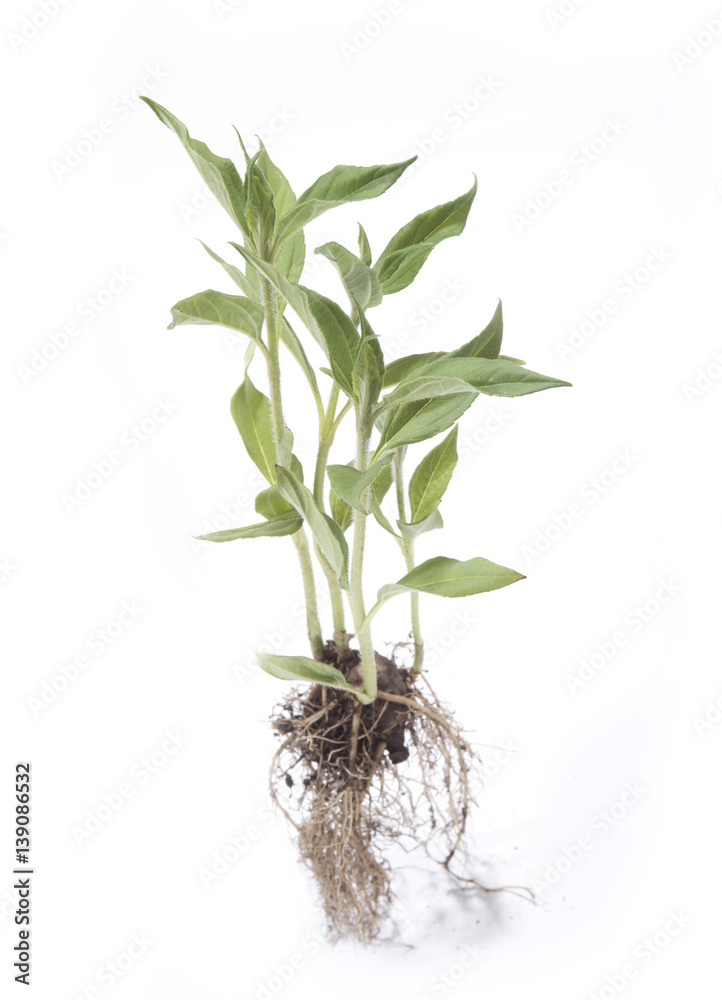 Fototapeta premium Jerusalem artichoke plant