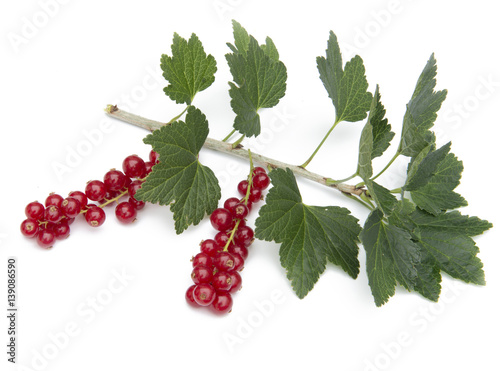 red currant
