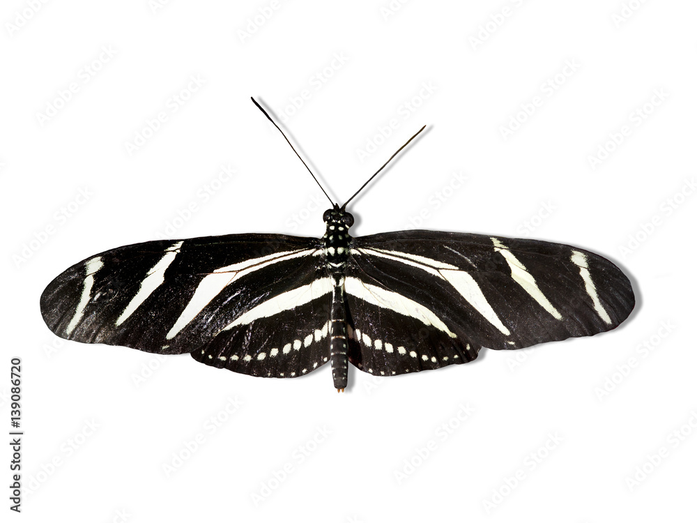 Fototapeta premium Heliconius charithonius