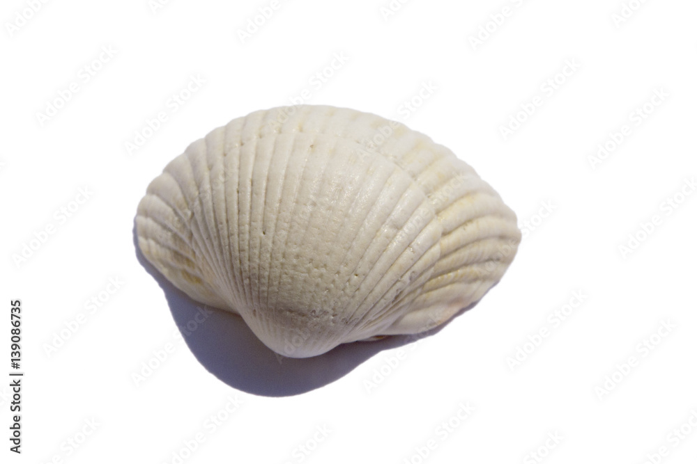 saltwater clams saltwater clams