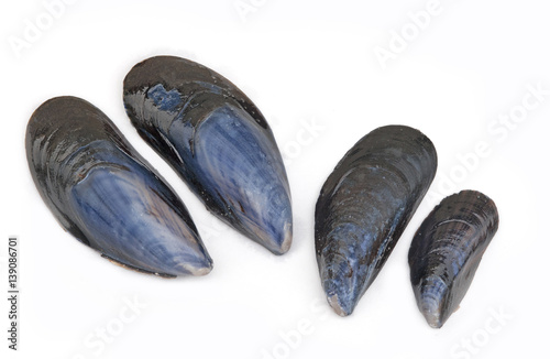blue mussel shell