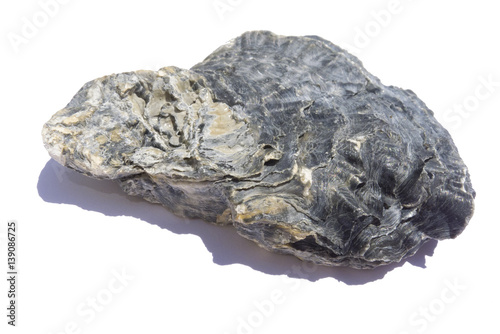 Принти на полотні black oyster shell