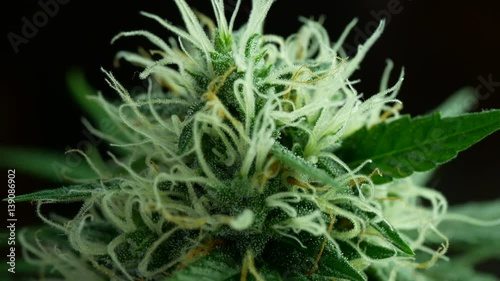 Macro of marijuana bud with long white pistils, detail of Cannabis female plant in flowering phase on dark background.