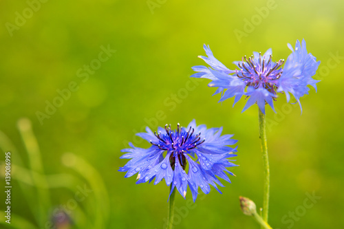 Double blue cornflower in bright sunlight.
