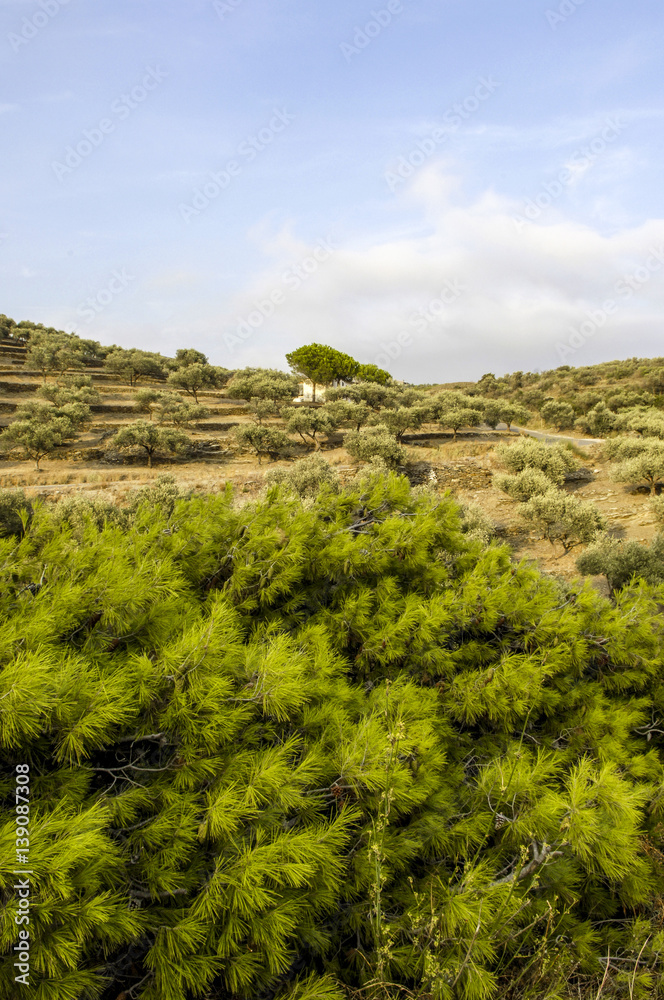 Olive grove in hinterland of Costa Brava, Spain, Catalania, Cada