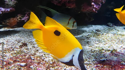 Yellow Foxface Rabbitfish