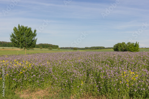 Wiesen bei Volkach mit Bienennahrung  Phacelia