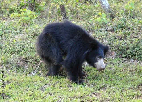 Sloth bear scratching himself, Sri Lanka