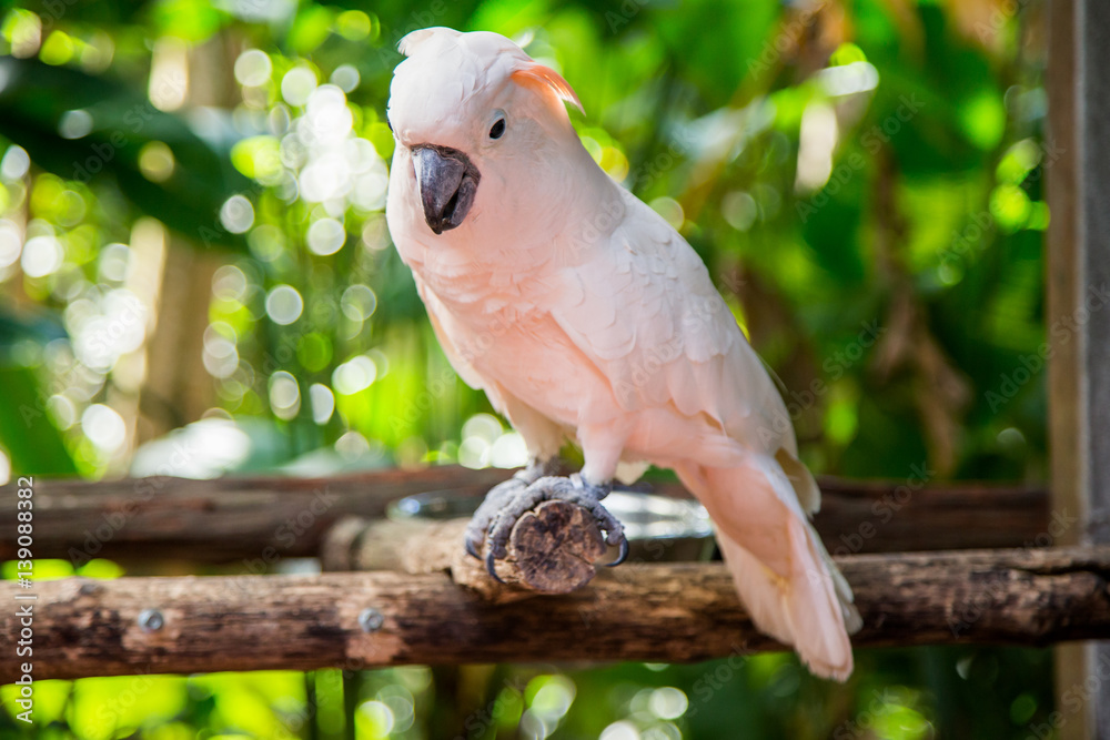 Fototapeta premium Lovely cockatoo is sitting on a branch. close up