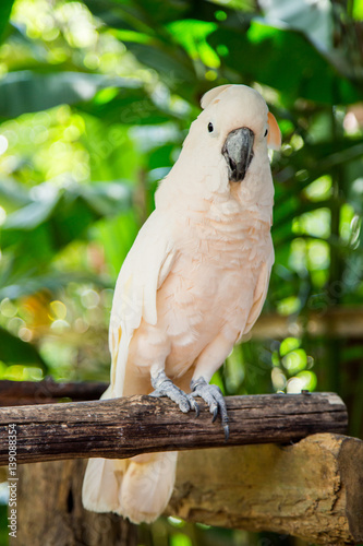 Lovely cockatoo is sitting on a branch. close up photo