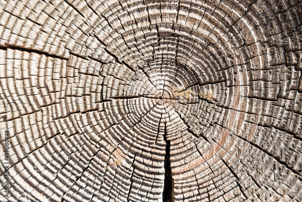 Fototapeta premium wieku tekstury drewna