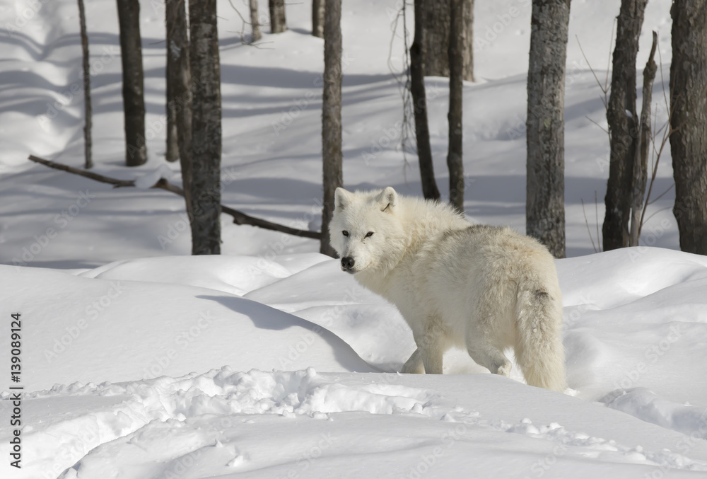 Naklejka premium Arctic wolf walking in the winter snow in Canada