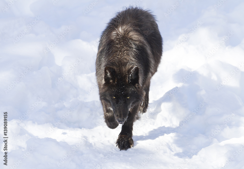 Fototapeta premium Black wolf isolated on a white background walking in the winter snow in Canada