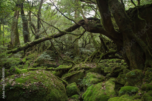  Mononokenomori   Moss forest in Shiratani Unsuikyo  Yakushima Island  natural World Heritage Site in Japan