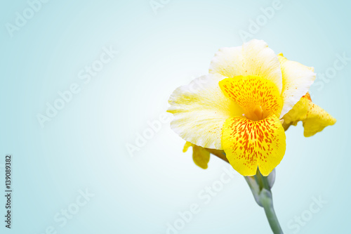 Canna flower, yellow flower on blue island paradise background