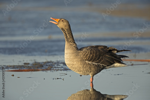 greyleg goose screaming photo