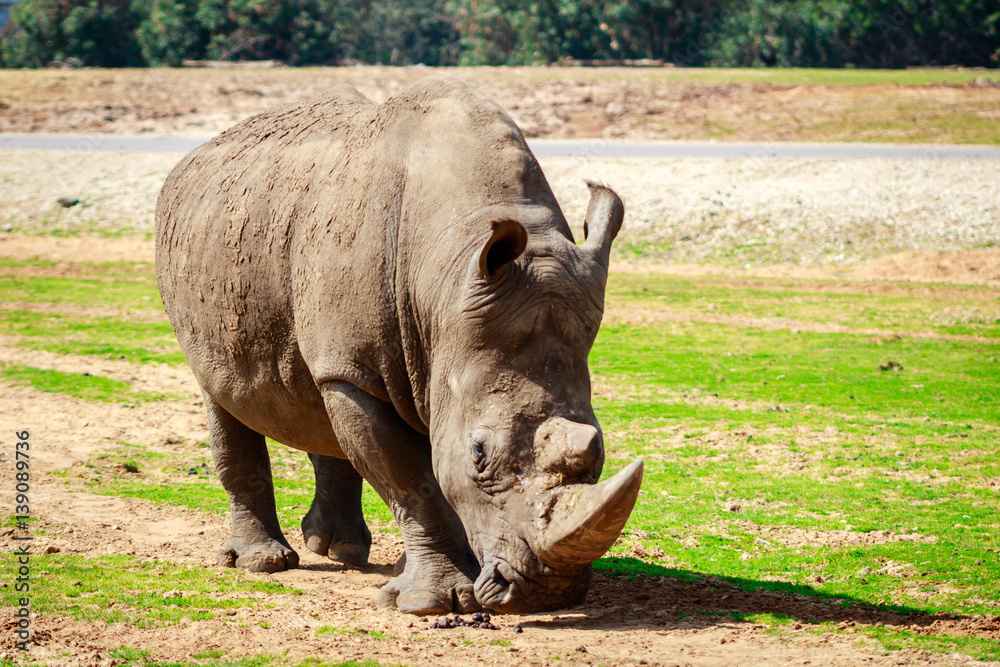 Obraz premium a rhinoceros at the israeli zoo