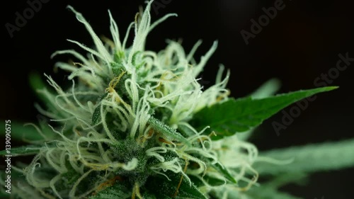 Marijuana bud with long white pistils, detail of Cannabis female plant in flowering phase on dark background, macro tilt movement.