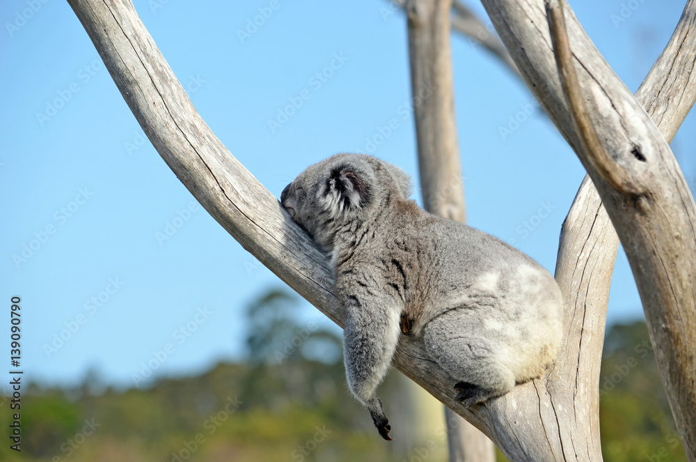 Obraz premium Koala australijska (Phascolarctos cinereus) śpi na brzuchu na drzewie gumowym. Słynny ssak torbaczy z Australii
