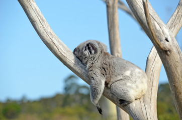 Ingelijste posters Koala Koala slaapt op buik in boom  © KHBlack