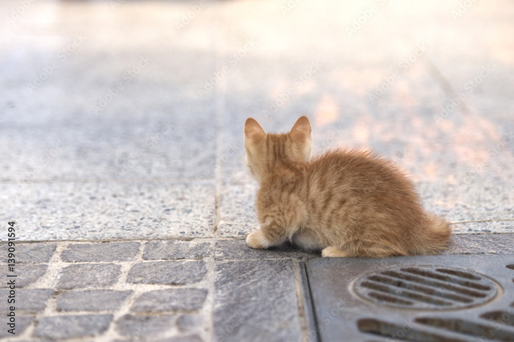 Little brown cat in the street, cat in street on sunny day,wild cat, small brown kitten outside isolated in the street, curious cute little cat, small kitten playing in the street, ginger.Maltese cats