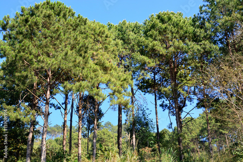The Pinaceae (pine family) are trees in forest photo