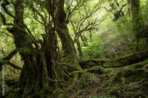 Moss forest in Shiratani Unsuikyo, Yakushima Island, natural World Heritage Site in Japan © Yoshie