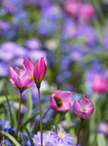 The purple crocus flower growing in the flowerbed