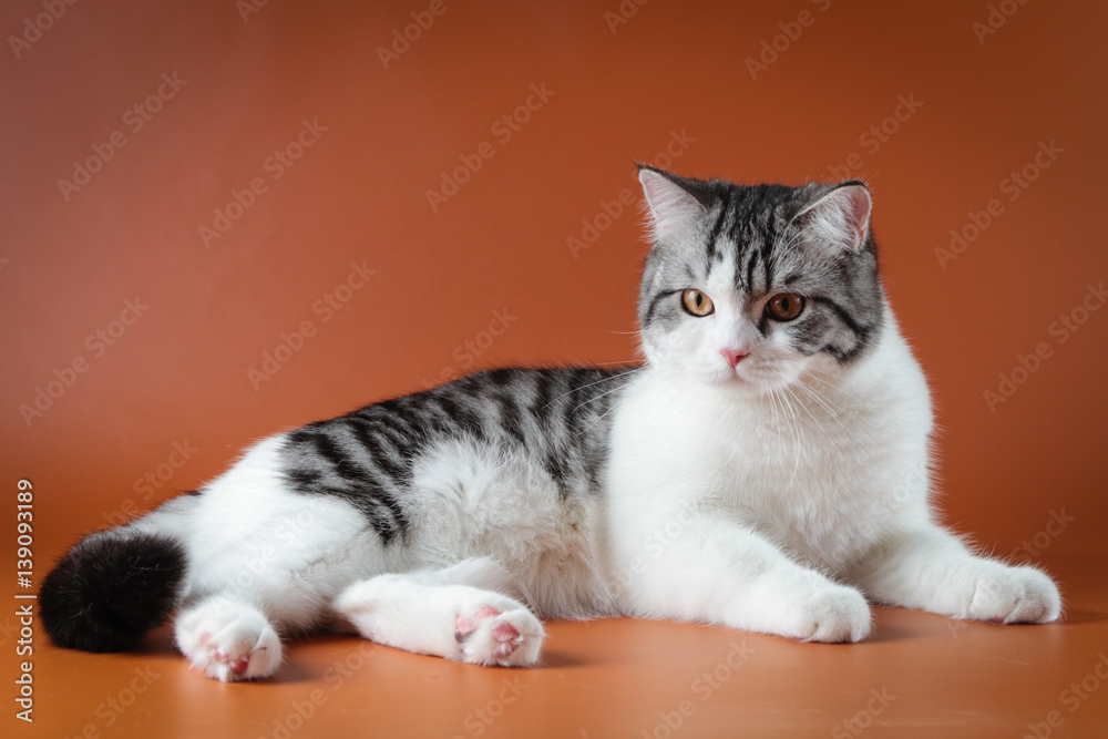 Portrait of Scottish Straight cat bi-color spotted lying on orange background 8 months old.