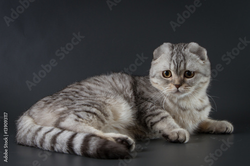 Portrait of Scottish fold cat lying on dark background, 8 months old.
