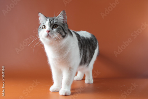 Portrait of Scottish Straight cat bi-color spotted staying four legs against a orange background, 8 months old. 