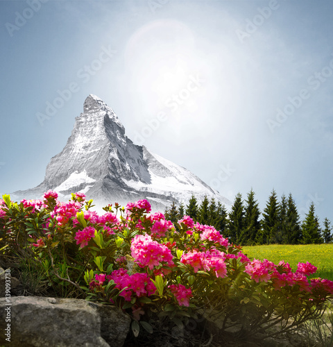 Matterhorn mit Alpenrosen