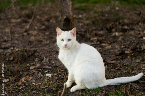 White stray cat sitting on the ground © Oksana