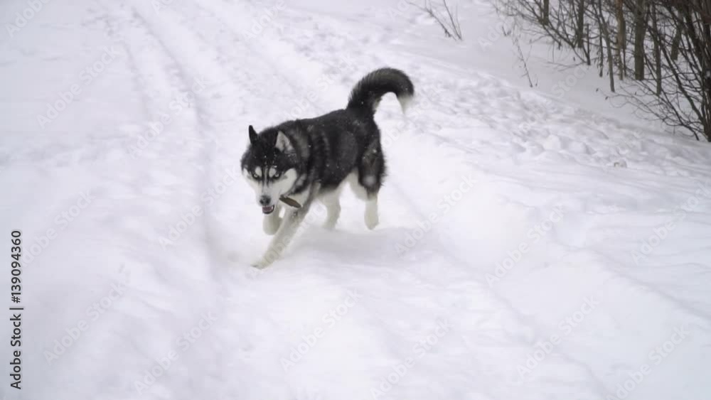 Husky playing in the winter forest. slow motion