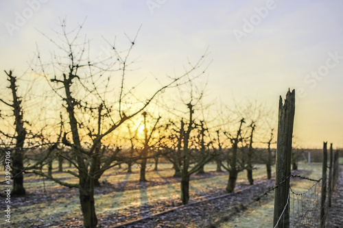 Obstplantage im winterlichen Sonnenaufgang 