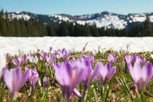 Field of wild purple crocuses. Snow covered mountains in background.