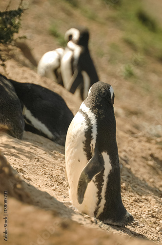Fototapeta Naklejka Na Ścianę i Meble -  Portrait penguins in Peninsula Valdes
